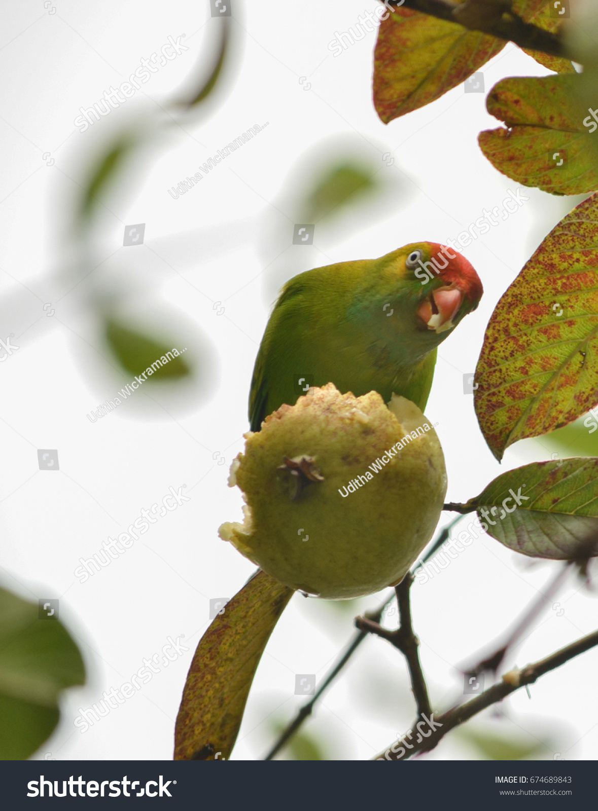 Loriculus Beryllinus Sri Lanka Hanging Parrot Stock Photo