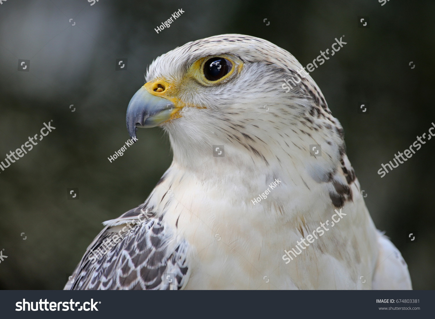 Gyrfalcon White Falcon Stock Photo 674803381 | Shutterstock