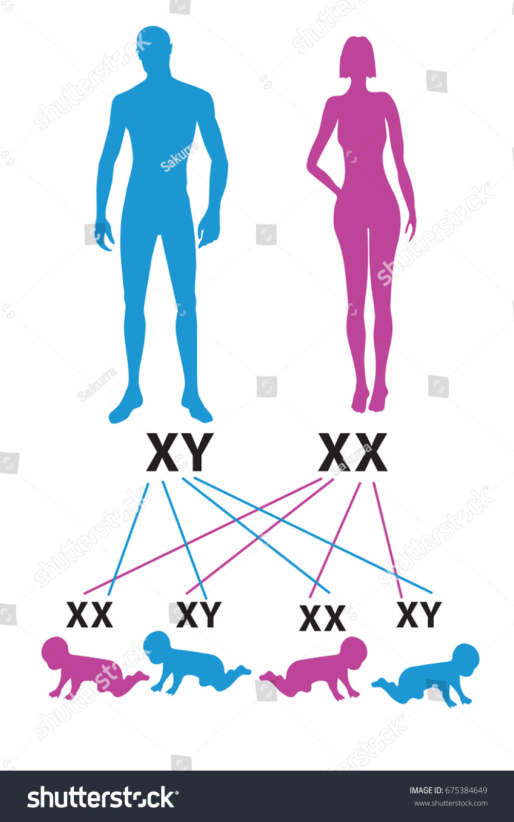 1495 Imágenes De Sex Determination Imágenes Fotos Y Vectores De Stock Shutterstock 0845