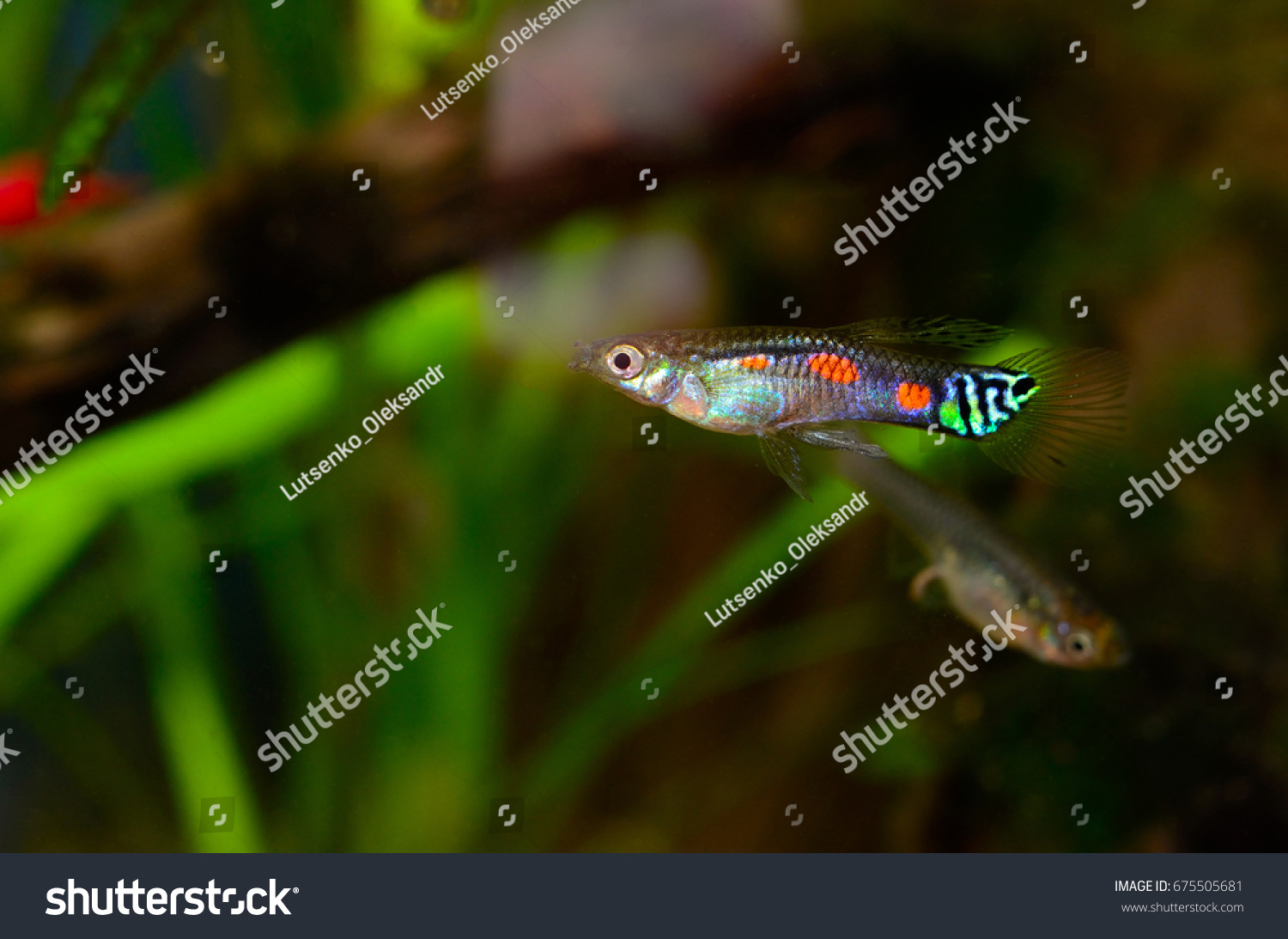 Male Blackbar Endler Stock Photo 675505681 | Shutterstock