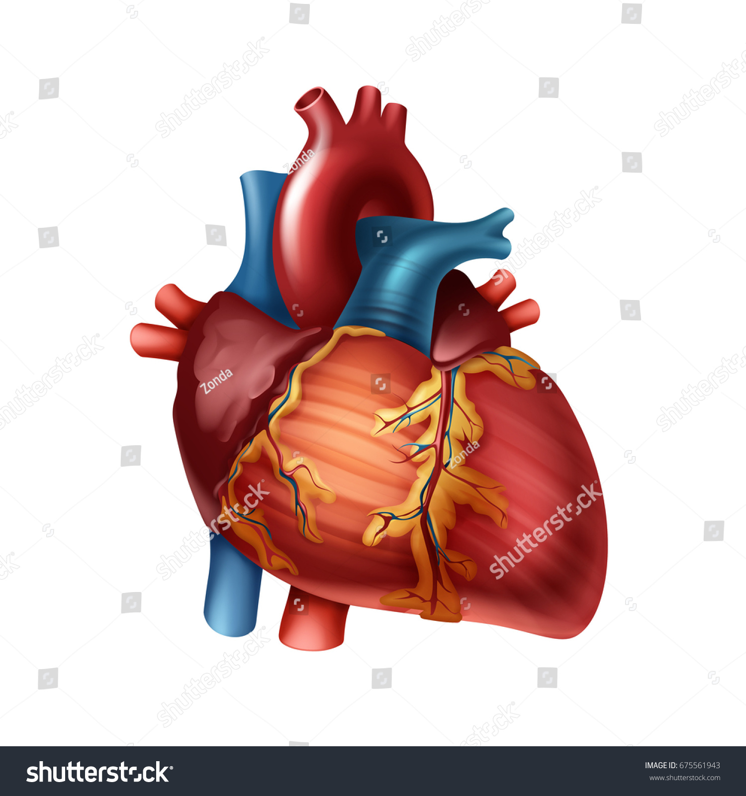 Vector Red Healthy Human Heart Arteries Stock Vector (royalty Free 