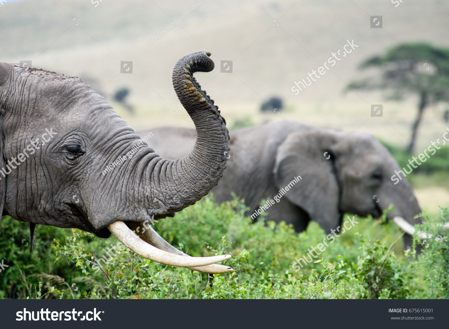 103 538 African Elephant Trunk Images Stock Photos Vectors   Stock Photo Elephant In Foreground With Trunk Raised 675615001 