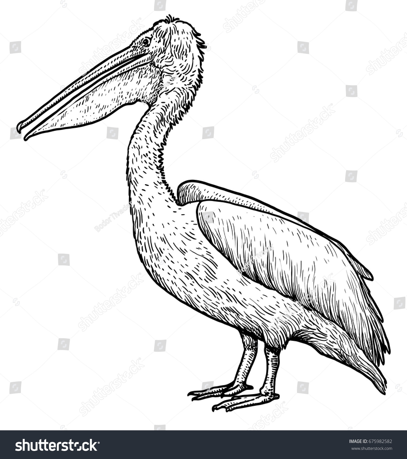 Dalmatian Pelican Illustration Drawing Engraving Ink Stock Vector ...