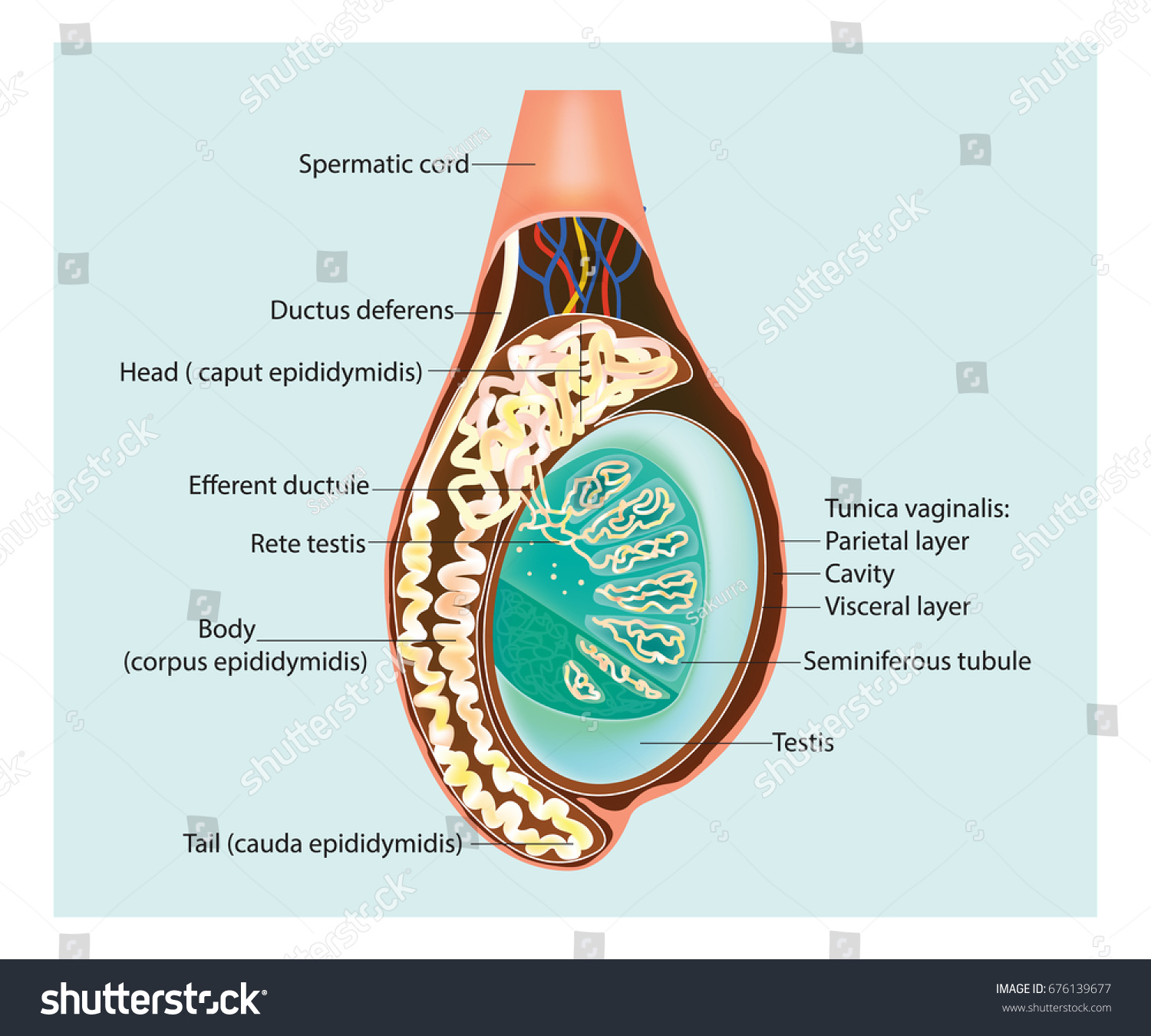 1 498 Im Genes De Epididimo Im Genes Fotos Y Vectores De Stock   Stock Vector Testicles Testes Illustration Of A Cross Section Of The Testis Epididymis 676139677 