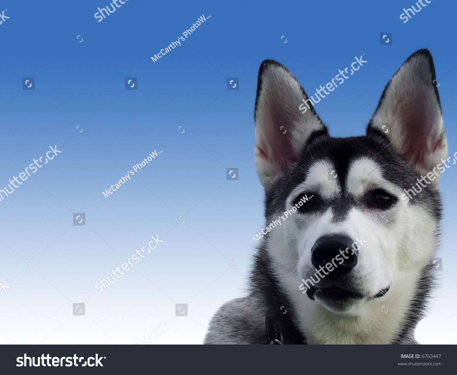 are siberian husky loyal