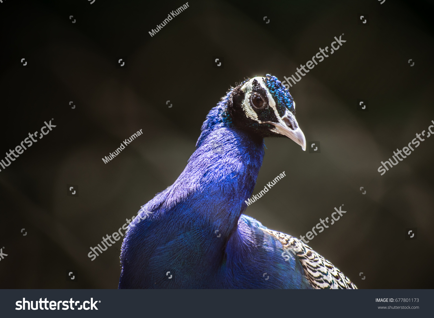 Indian Peacock Indian Peafowl The Indian Stock Photo 677801173 ...