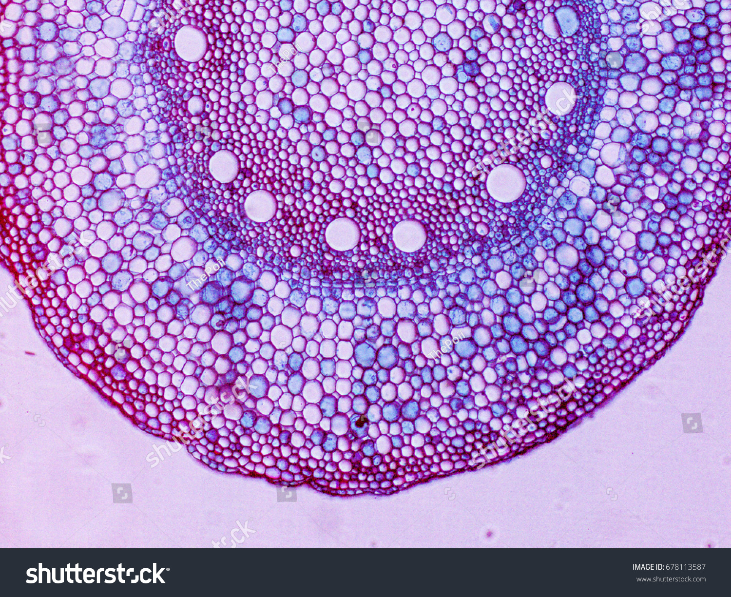 Internal Structure Monocot Rootcorn Stock Photo 678113587 | Shutterstock