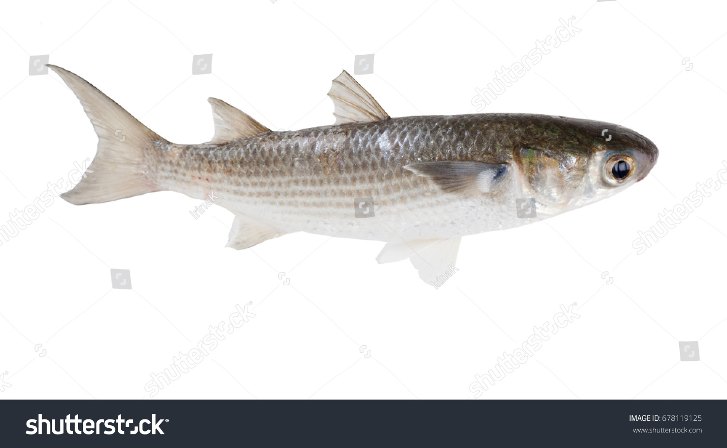 Striped Mullet Mugil Cephalus Isolated On Stock Photo 678119125 ...