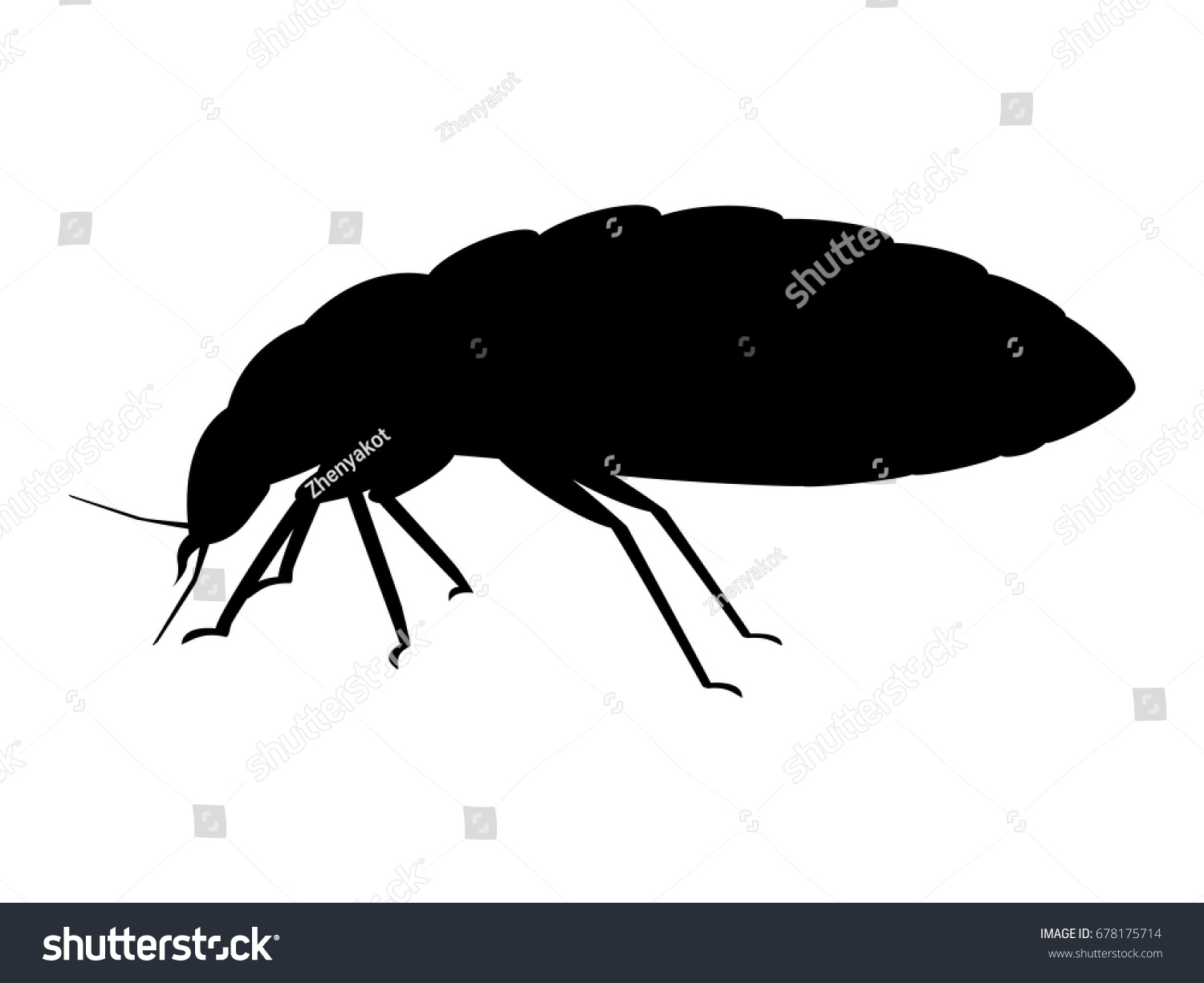 Vector Illustration Black Silhouette Bedbug Isolated Stock Vector ...