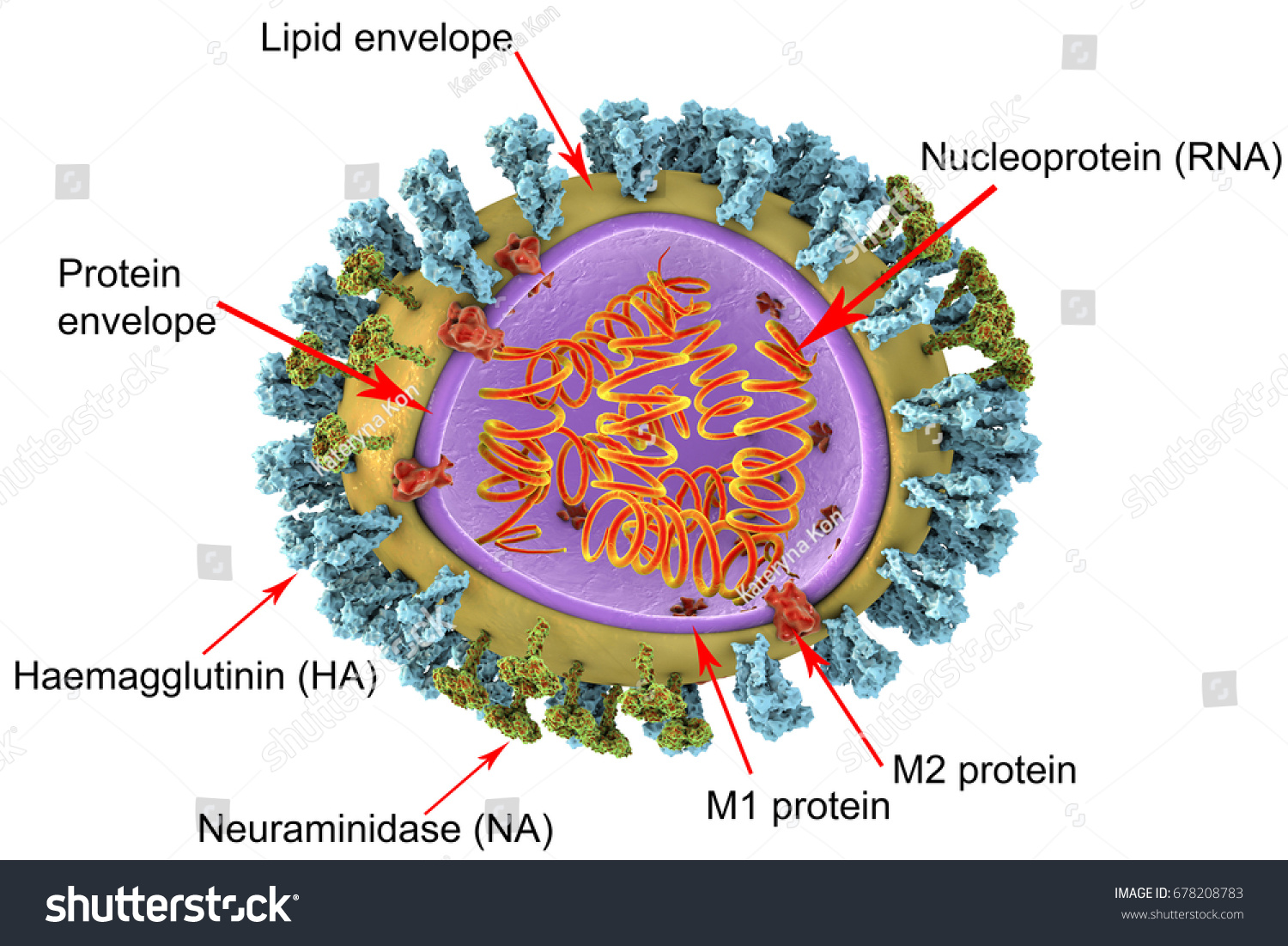 Structure Influenza Virus 3d Illustration Showing: Ilustrações Stock ...