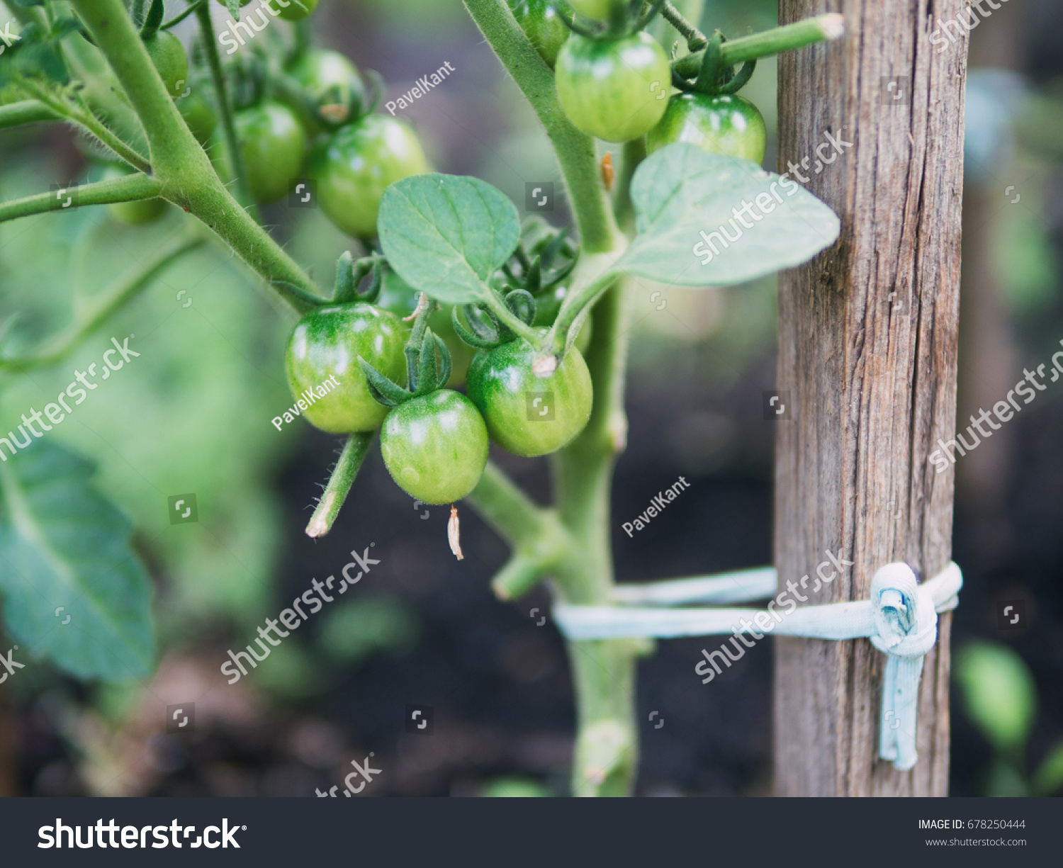 Подвязывание томатов