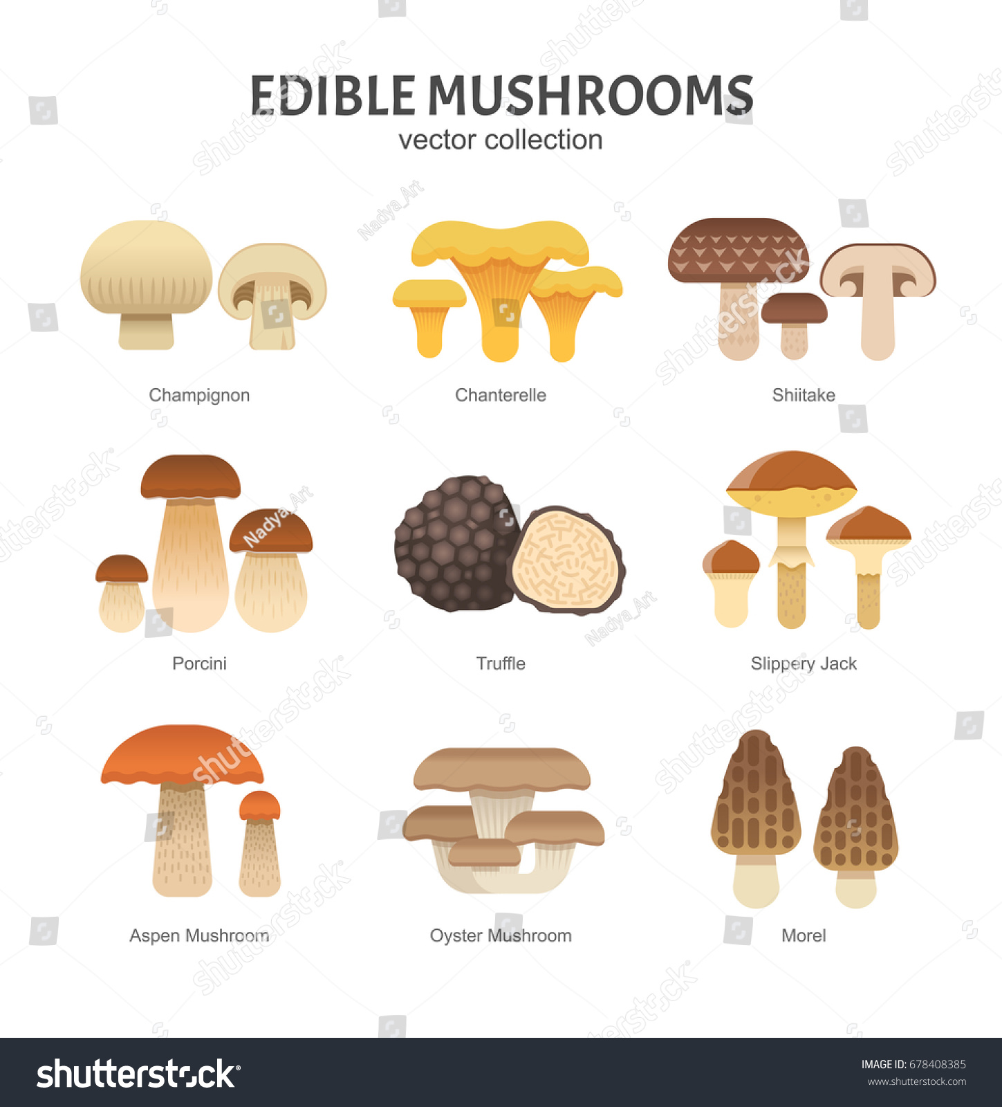 Виды грибов на английском