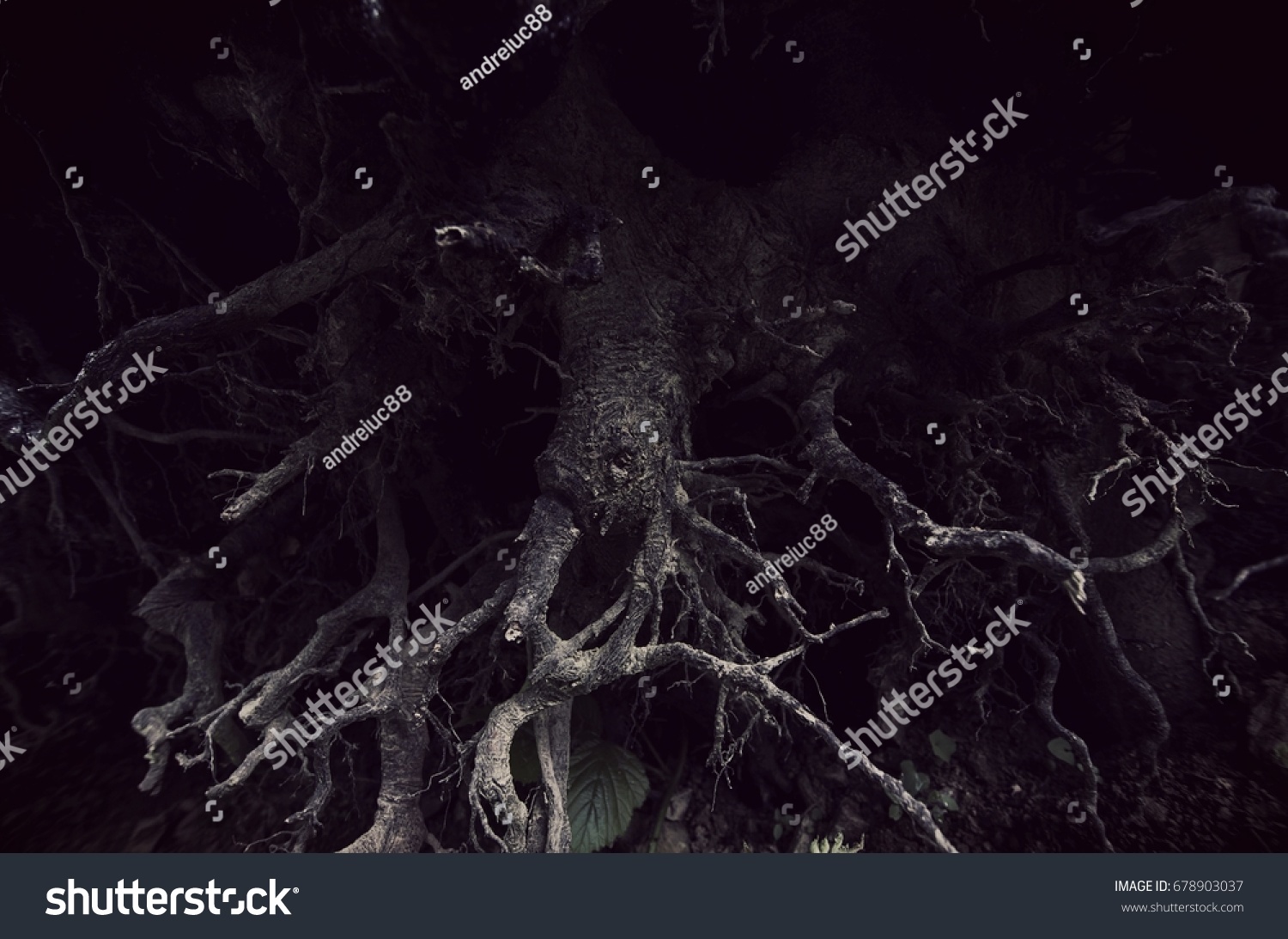 Dark Tree Roots Forest Detail Background Stock Photo 678903037 ...