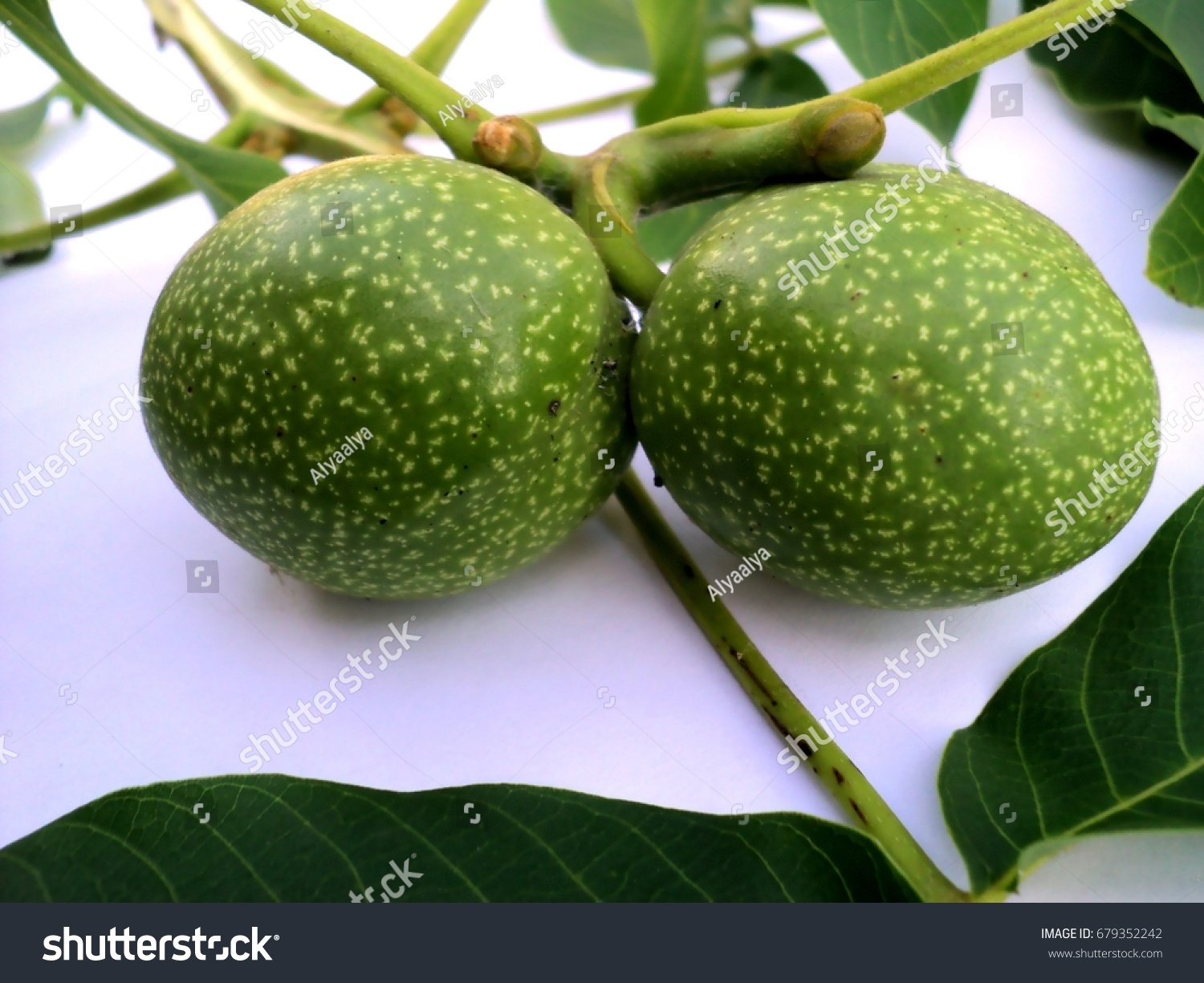 Jack Fruit Jackfruit Buah Nangka Muda写真素材 Shutterstock