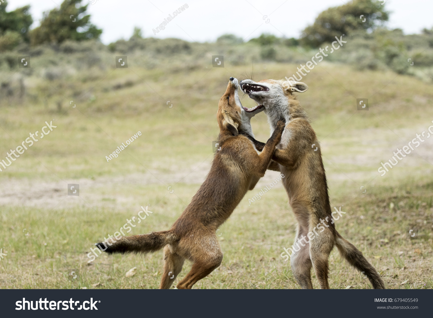 Two Red Foxes Fighting Dunes Stock Photo 679405549 Shutterstock