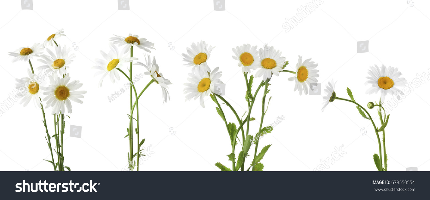 Collage Beautiful Chamomile Flowers On White Stock Photo 679550554 ...