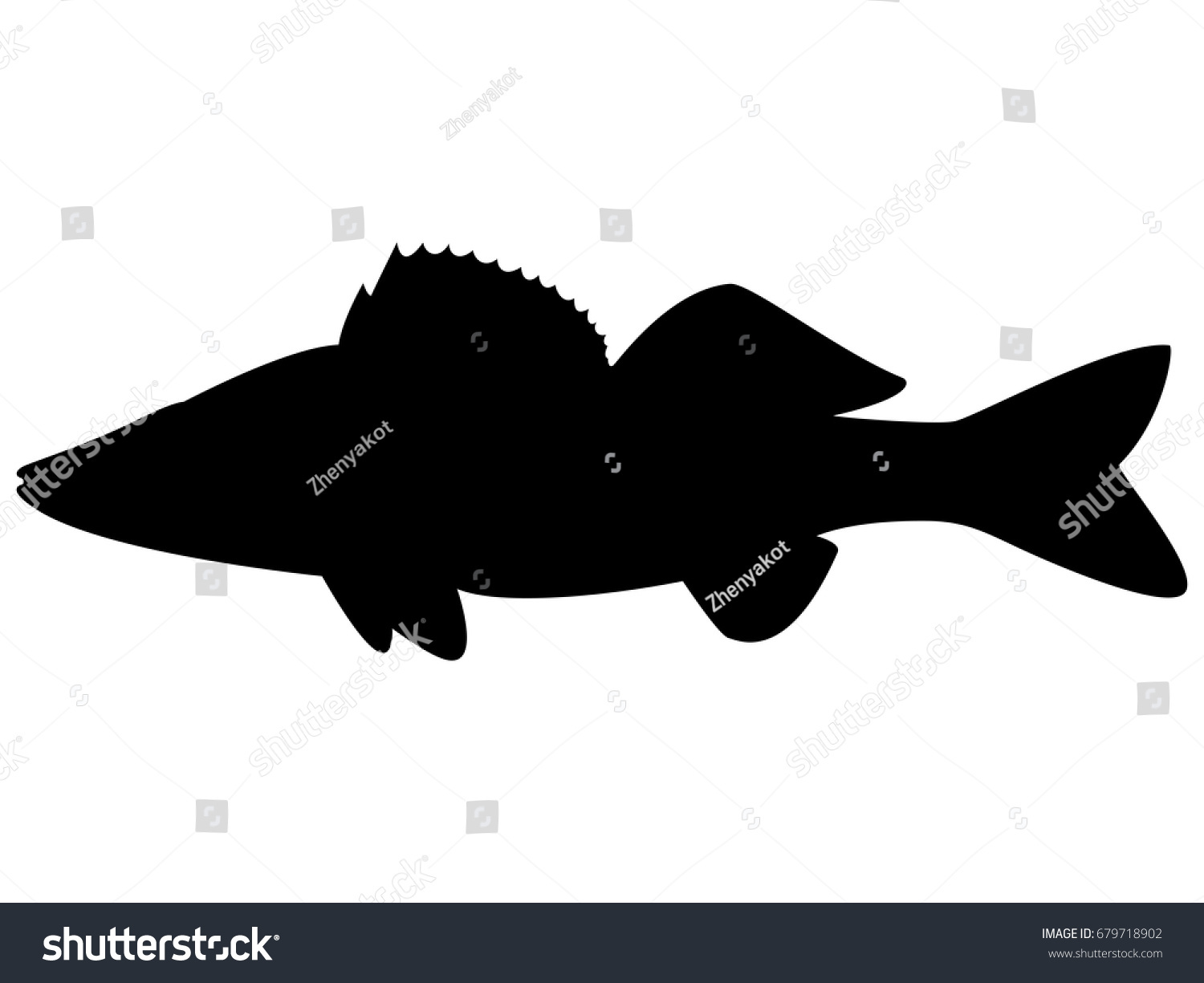 Vector Illustration Black Silhouette Zander Isolated Stock Vector ...