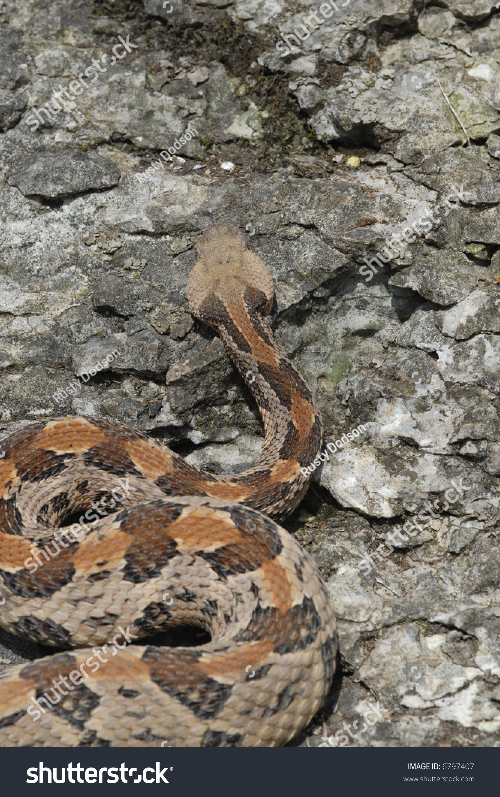 Large Missouri Timber Rattlesnake Photographed High Foto stock 6797407 ...