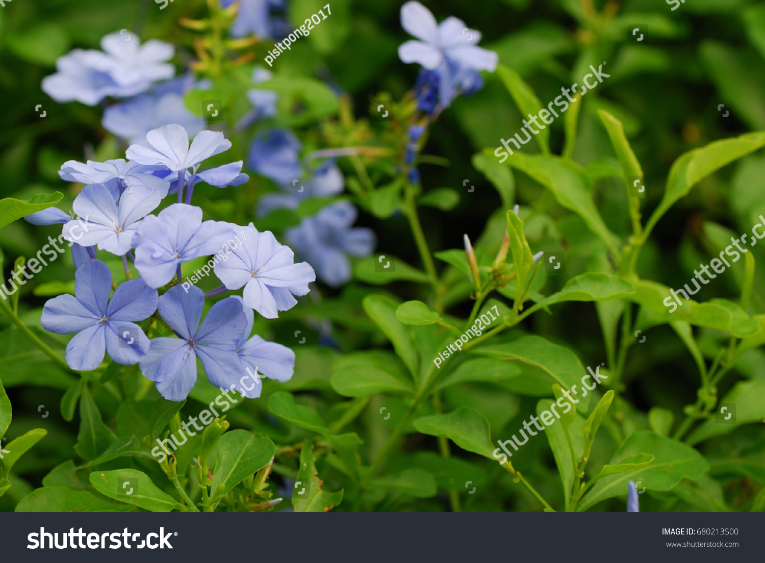 Plumbago Auriculata Common Names White Plumbago Stock Photo 680213500 ...