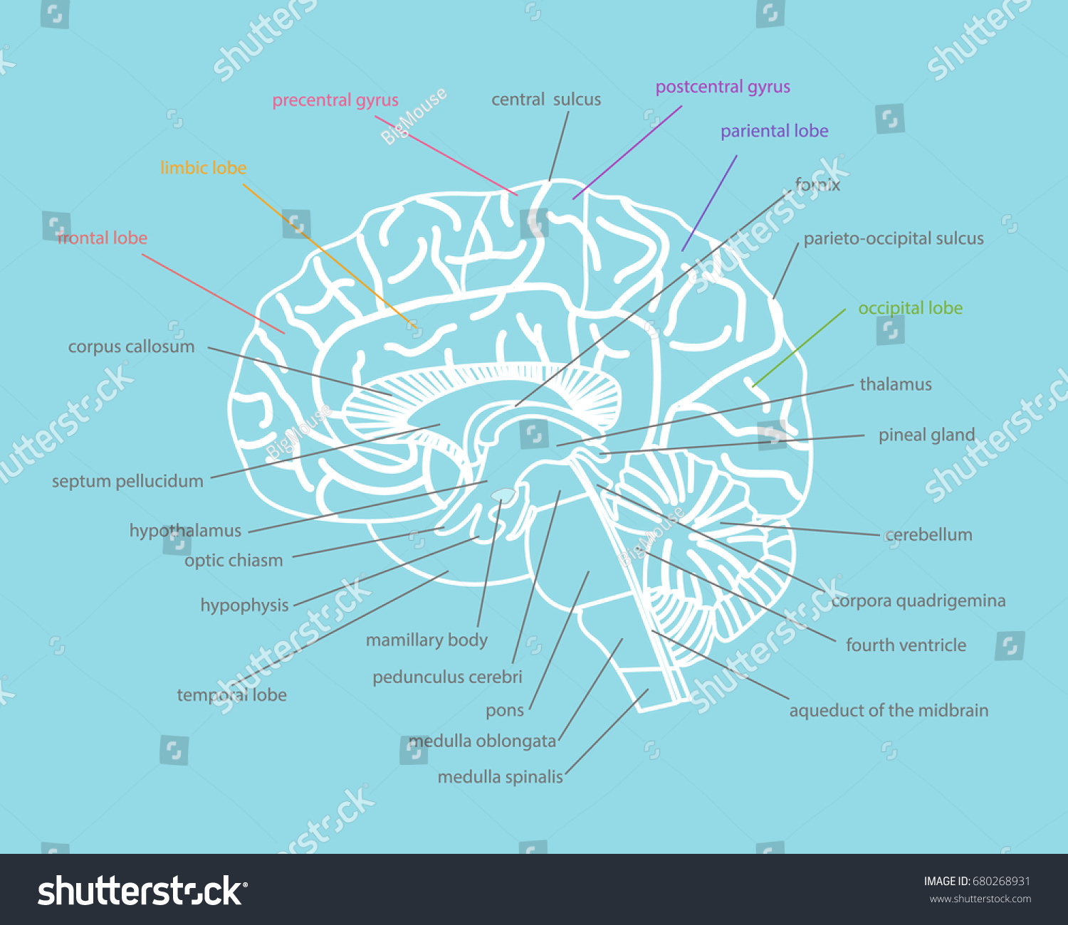 Cartoon Human Brain Anatomy Cut Part Stock Vector (royalty Free 