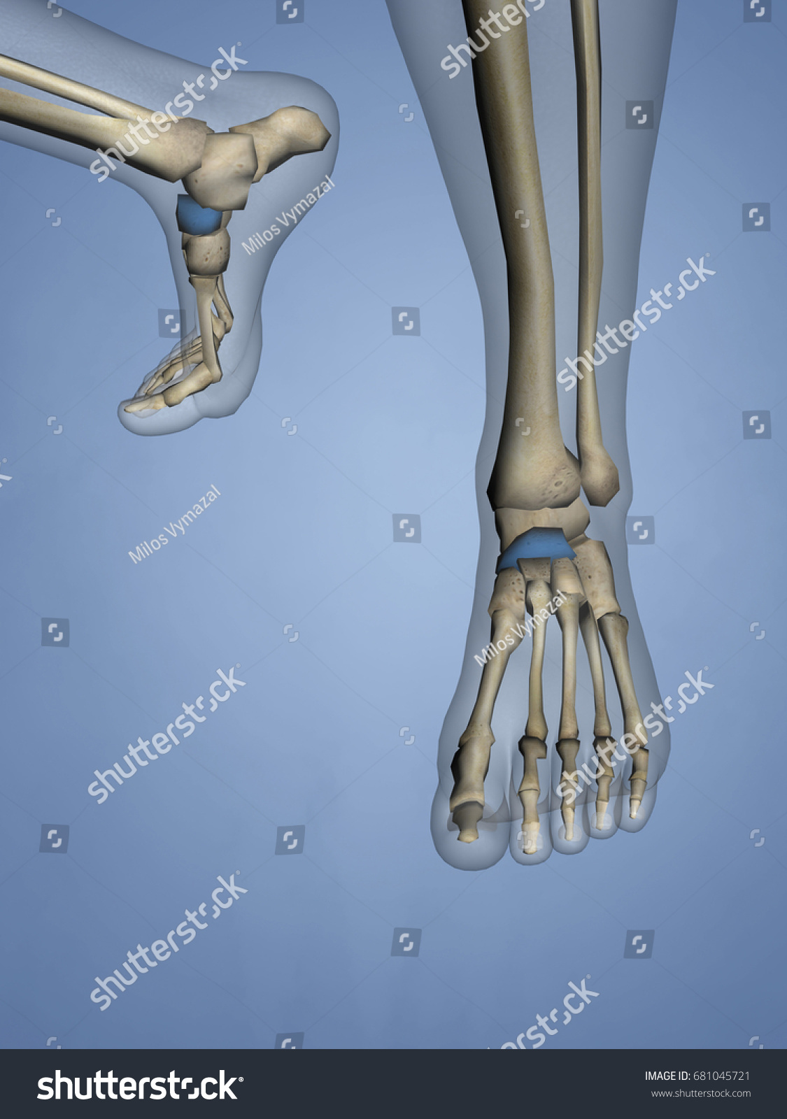 Navicular Bone 3d Model Stock Illustration 681045721 | Shutterstock