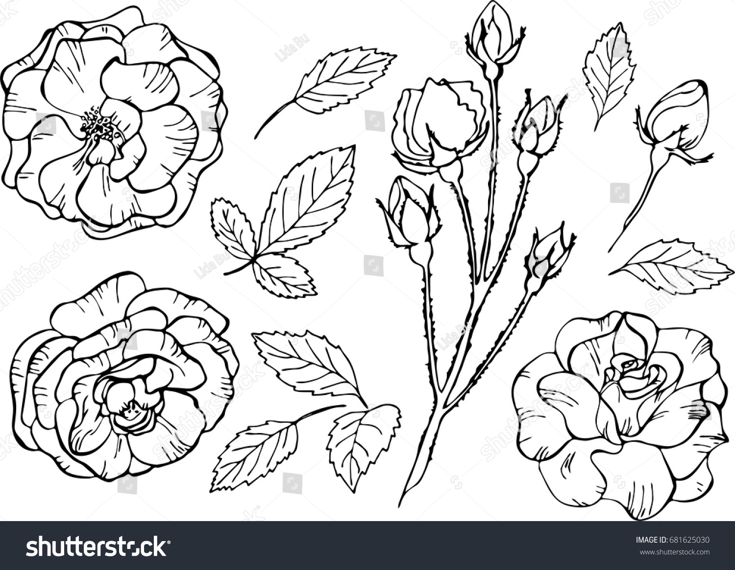 Set Elements Vector Illustrations Roses Outline Stock Vector (Royalty ...