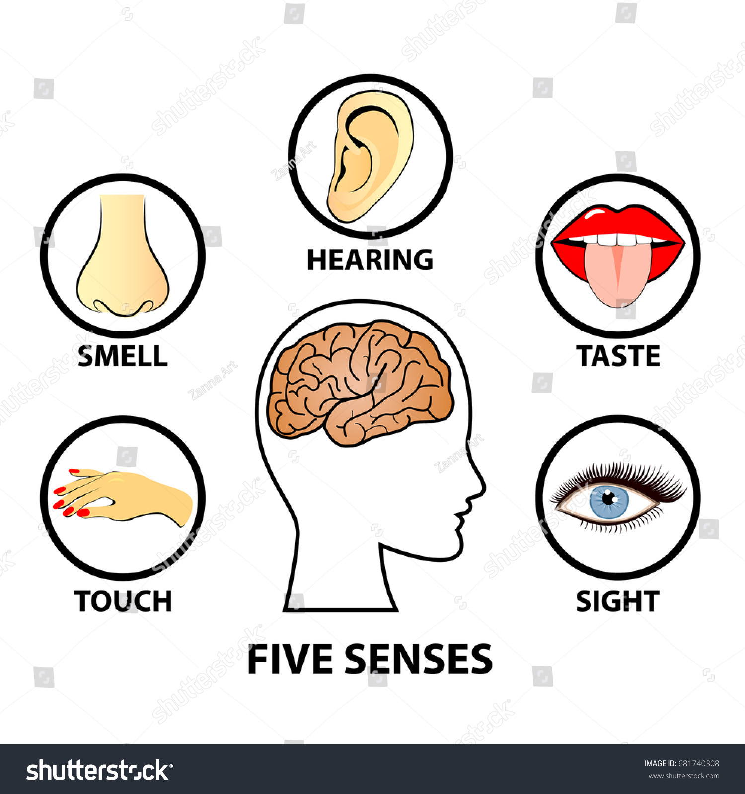 Human Five Senses Education Concept Vector Stock Vector (Royalty Free ...