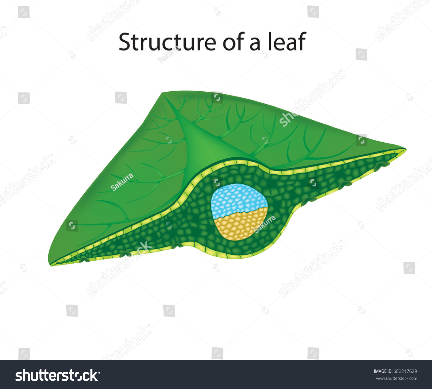 Steam leaf diagrams фото 13