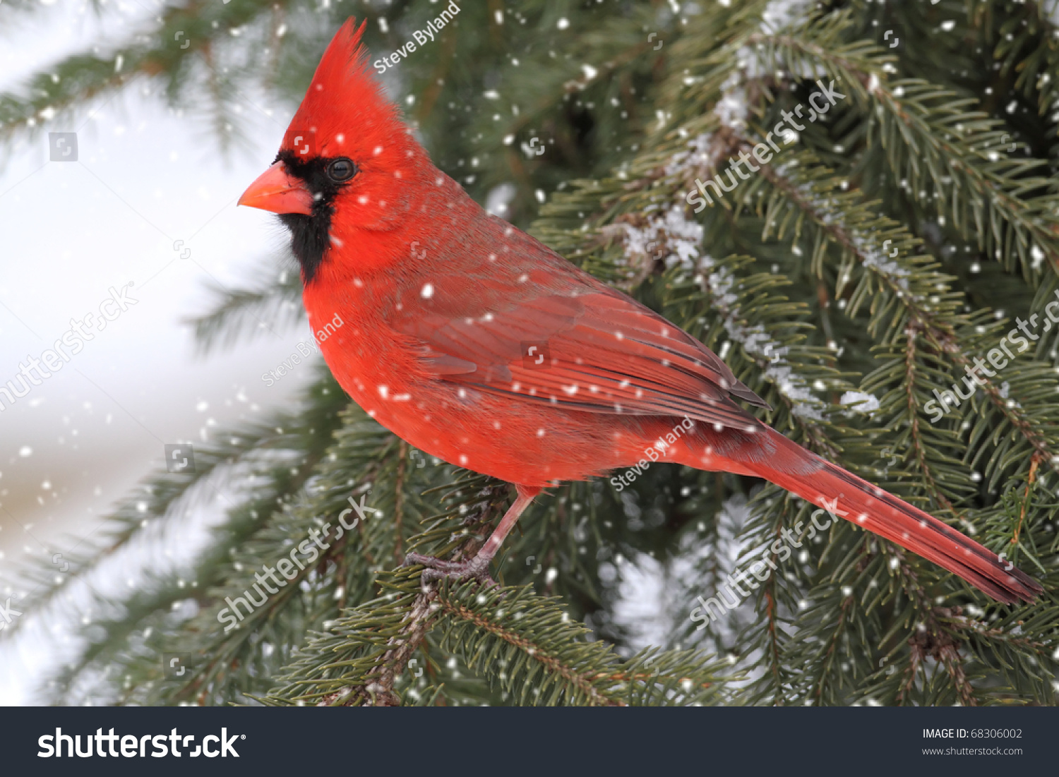 Male Northern Cardinal Cardinalis Falling Snow Stock Photo 68306002 ...