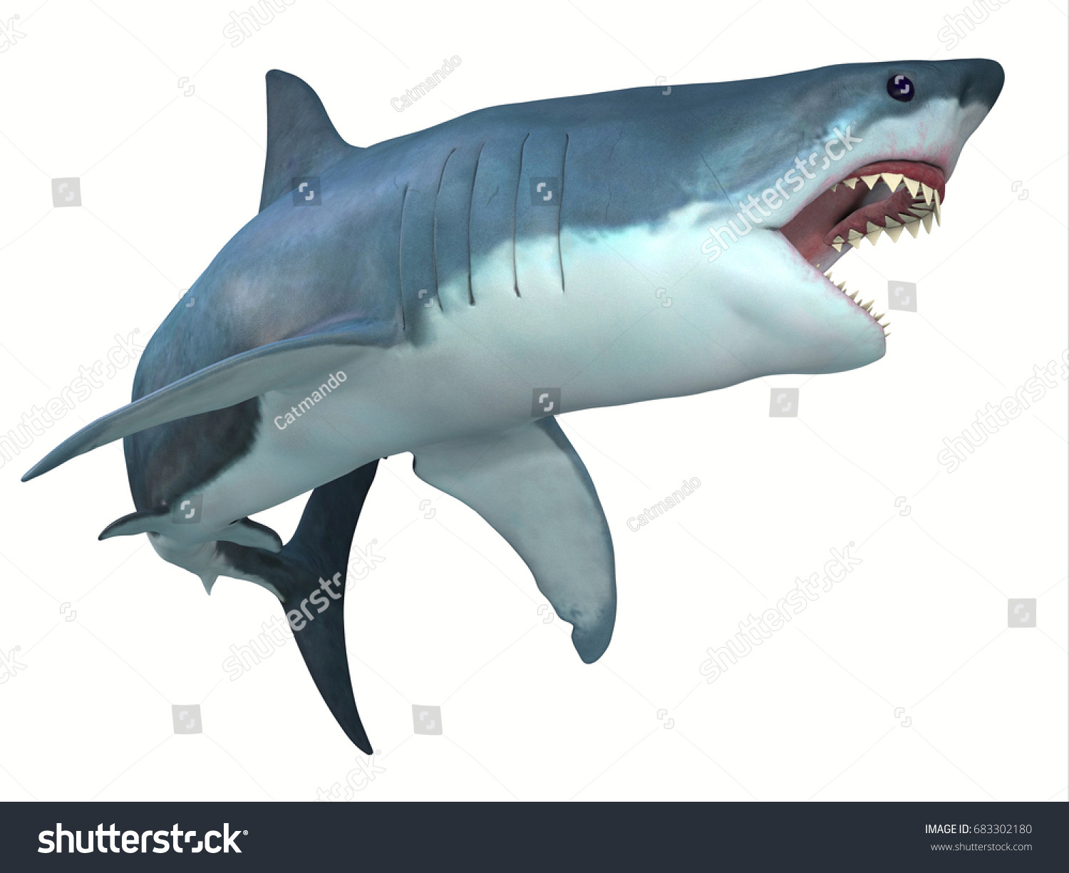 Dangerous Great White Shark 3d Illustration Stock Illustration ...