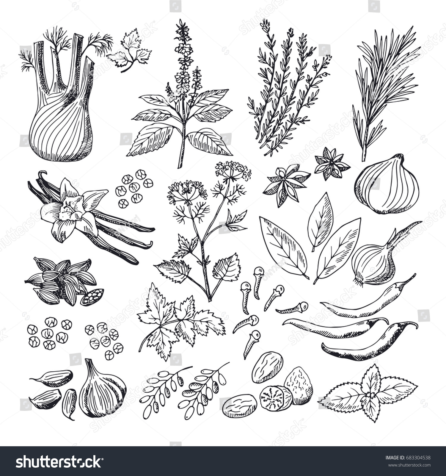 Sketch Illustrations Spices Herbs Vintage Hand Stock Vector (Royalty ...