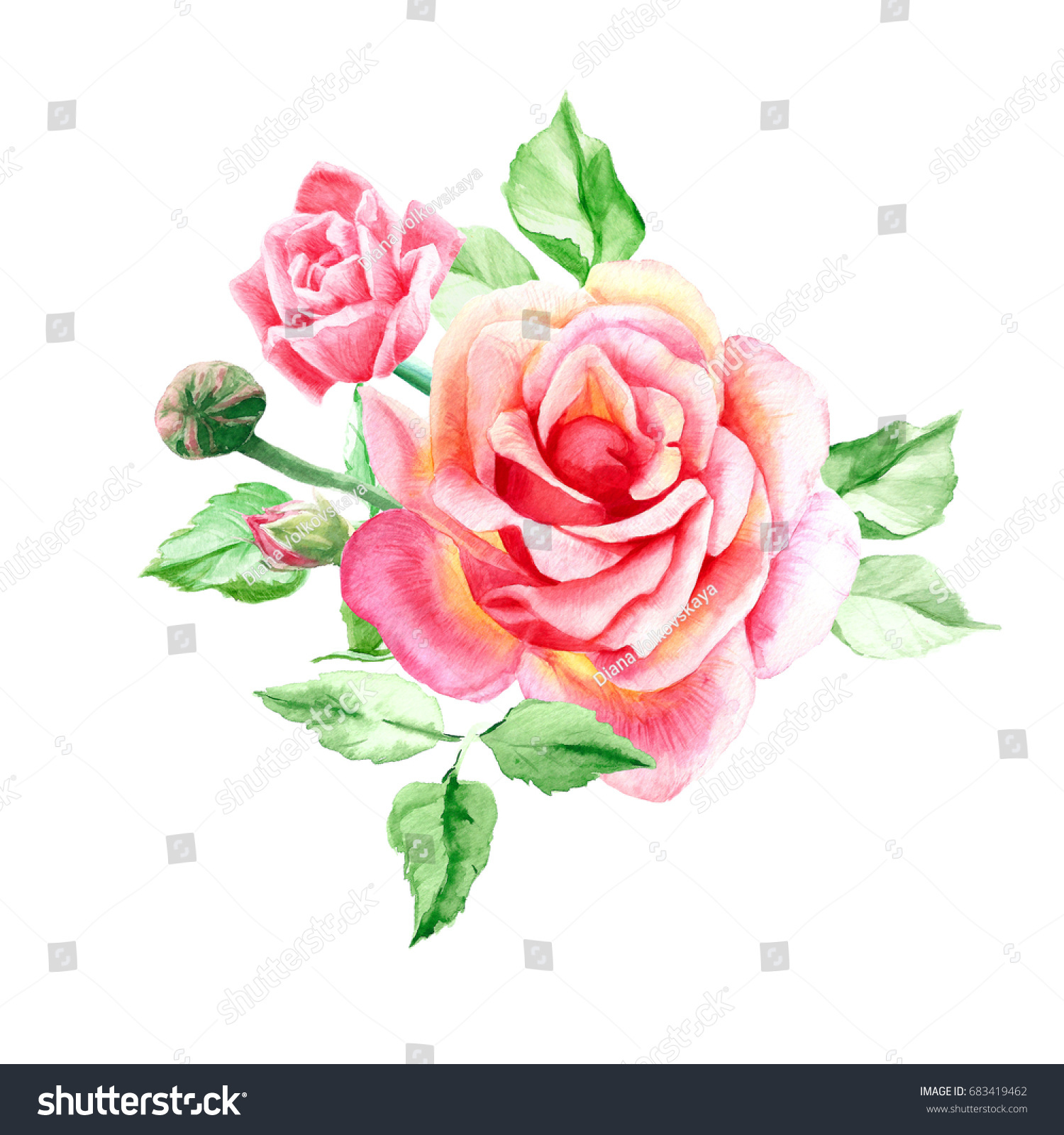 Two Pink Roses Buds Watercolor Painting Stock Illustration 683419462 ...
