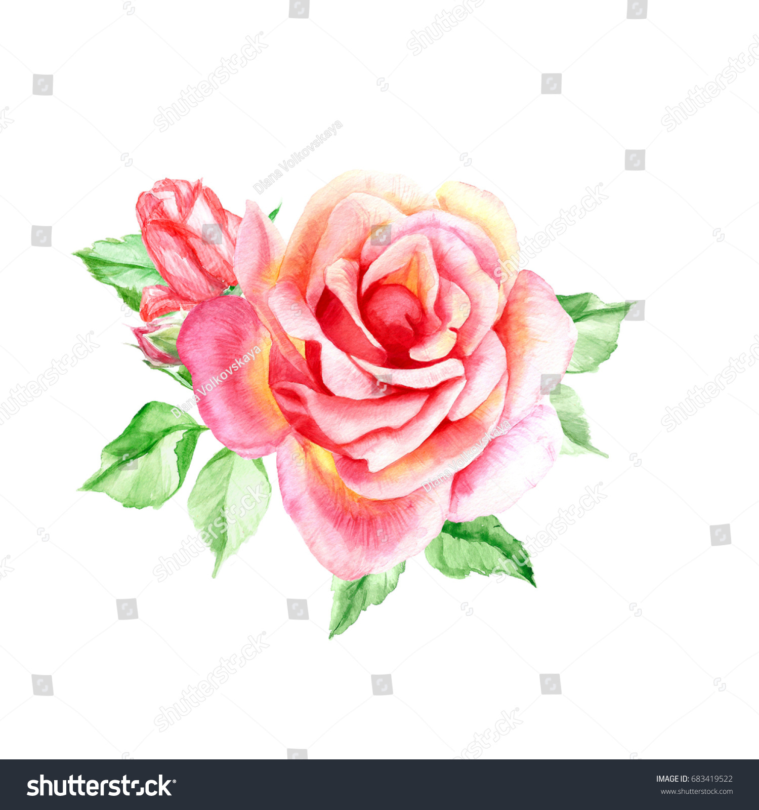 One Pink Rose Buds Watercolor Painting Stock Illustration 683419522 ...