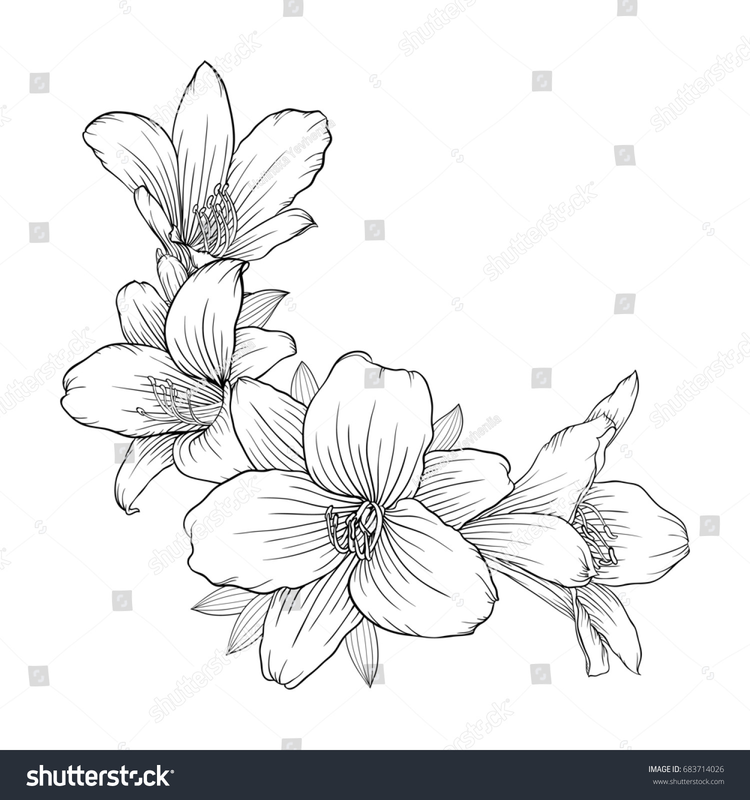 Beautiful Monochrome Black White Bouquet Lily Stock Illustration ...