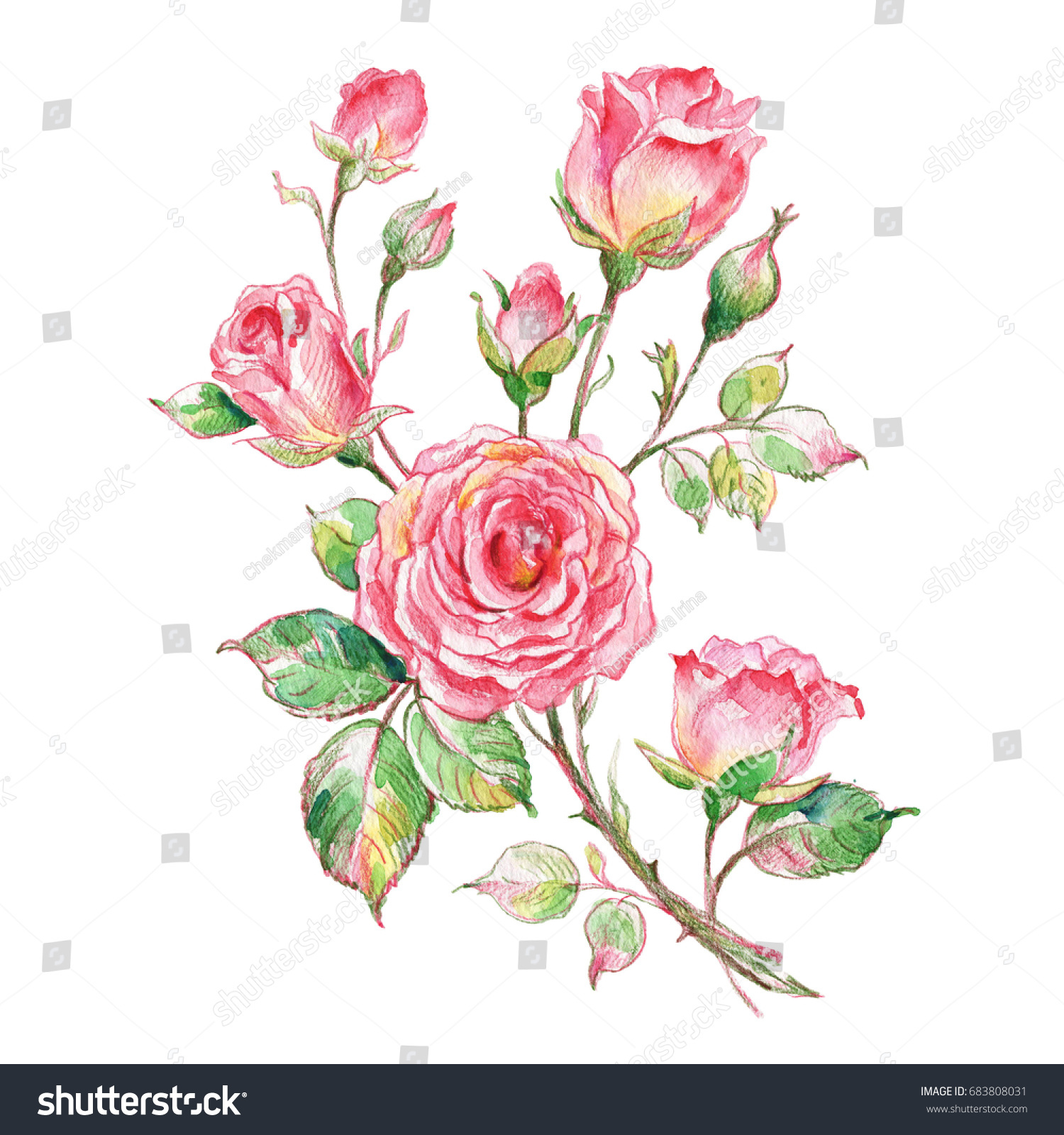 Sketch Watercolor Pencil Roses Bouquet Stock Illustration 683808031 ...