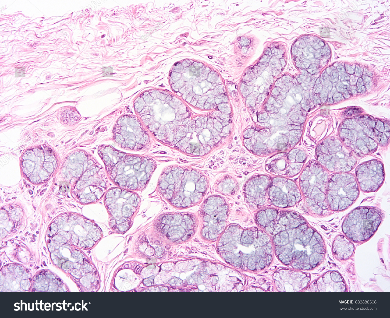 Histology Subligual Gland Human Tissue Show Stock Photo 683888506 ...