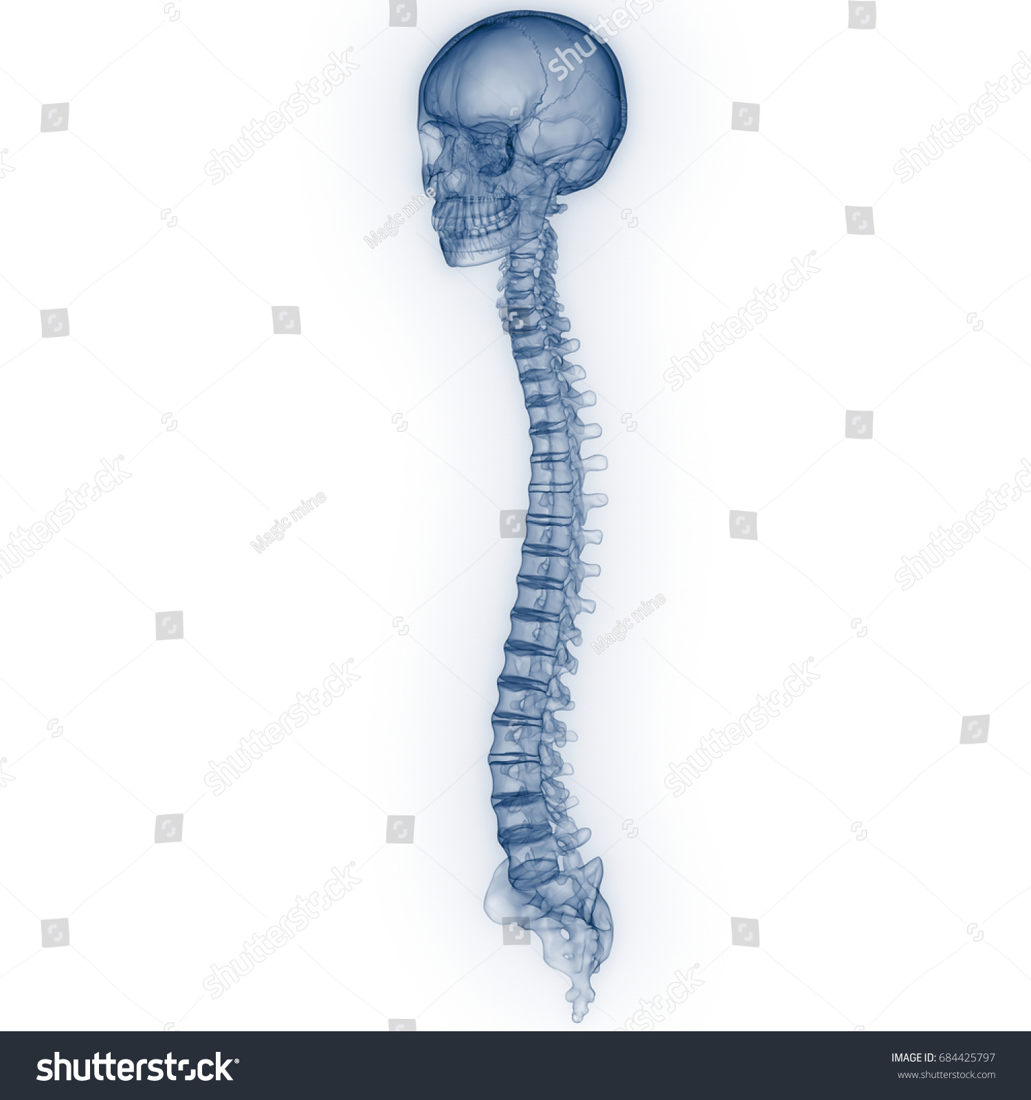 Human Skull Vertebral Column Pain Anatomy Stock Illustration 684425797 ...