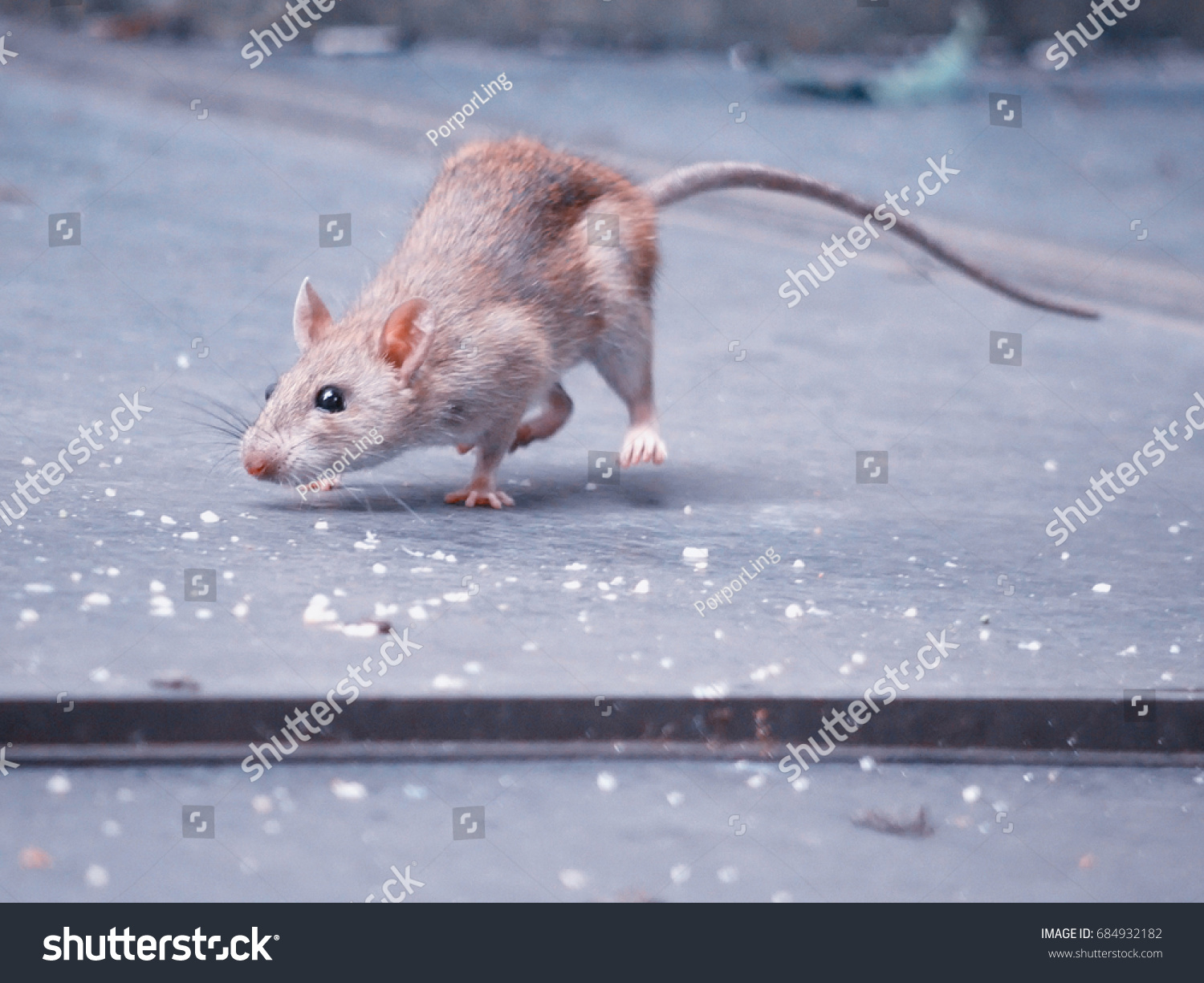 Забеги мышей. Мышь бежит. Крыса бежит. Мышь прыгает. Крыса прыгает.