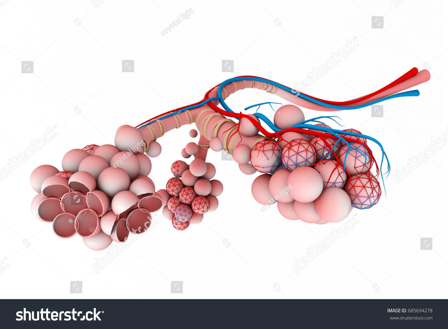 Alveoli Lungs 3d Illustration Stock Illustration 685694278 | Shutterstock