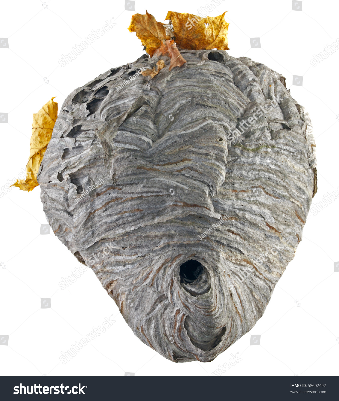 Real Hornet Nest Yellow Leaves Isolated Stock Photo 68602492 | Shutterstock