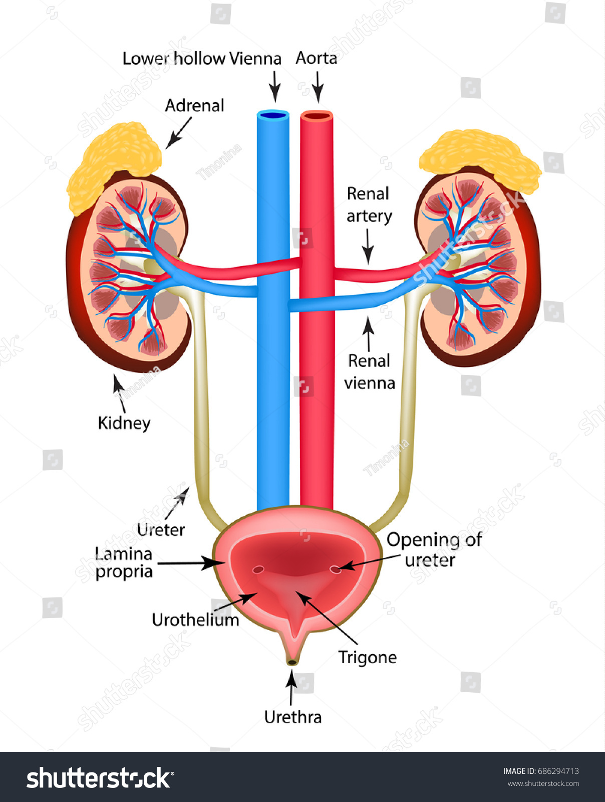 Structure Kidneys Adrenal Gland Bladder Infographics Stock Illustration ...