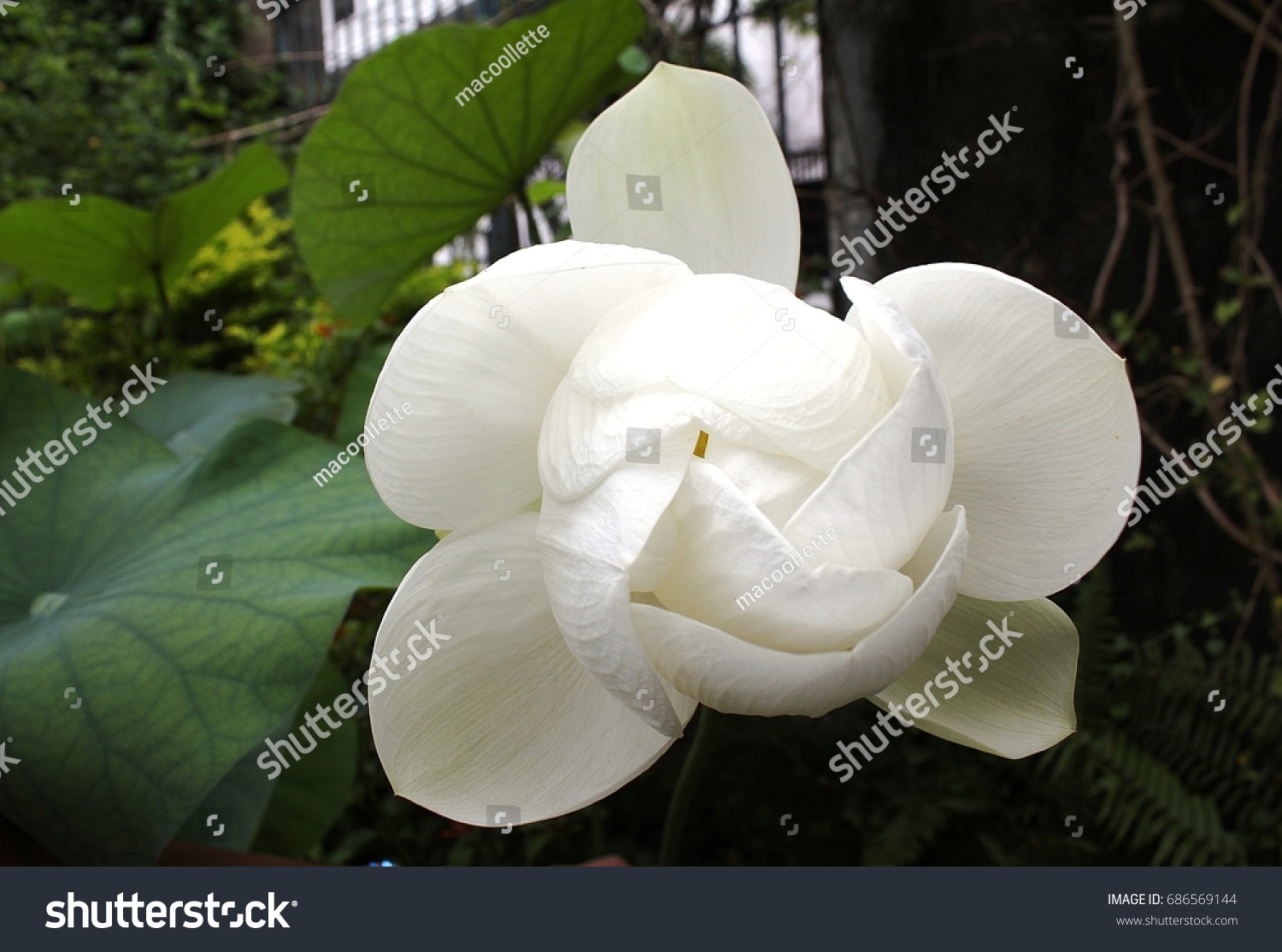 Budding Bloodroot Flower Intramuros Stock Photo 686569144 | Shutterstock