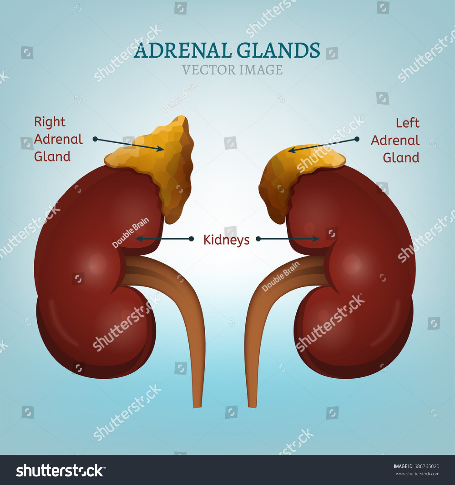 Human Kidney Adrenal Gland Image Health Stock Vector (Royalty Free ...