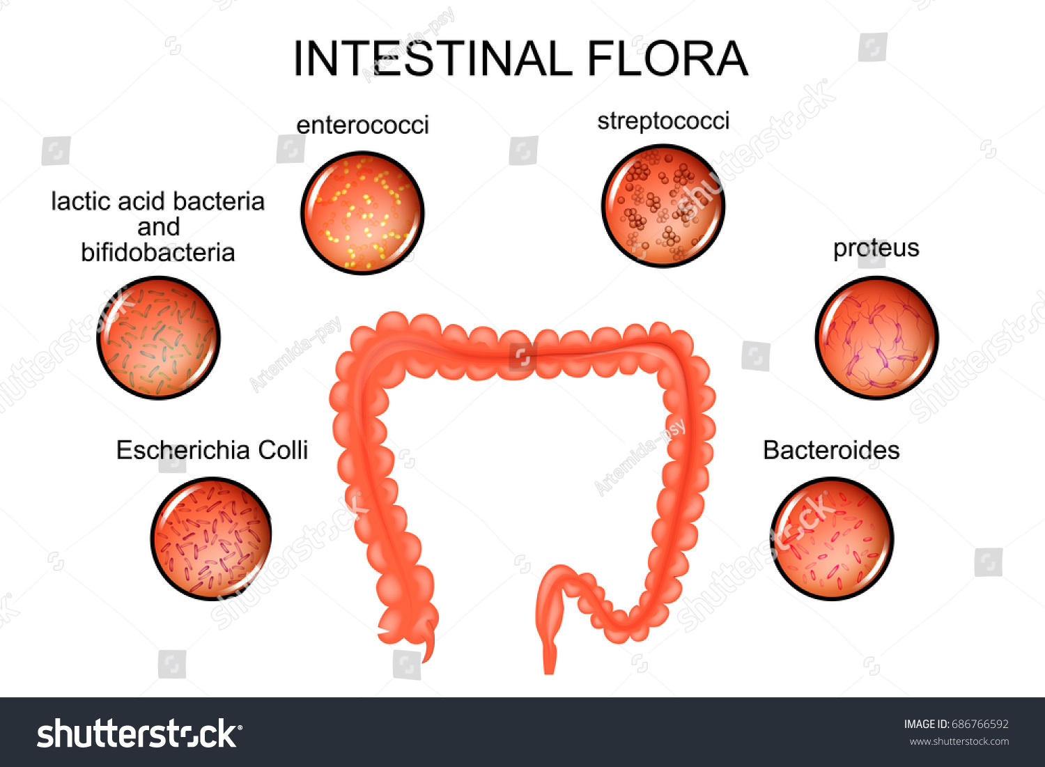 Flora mixta intestinal