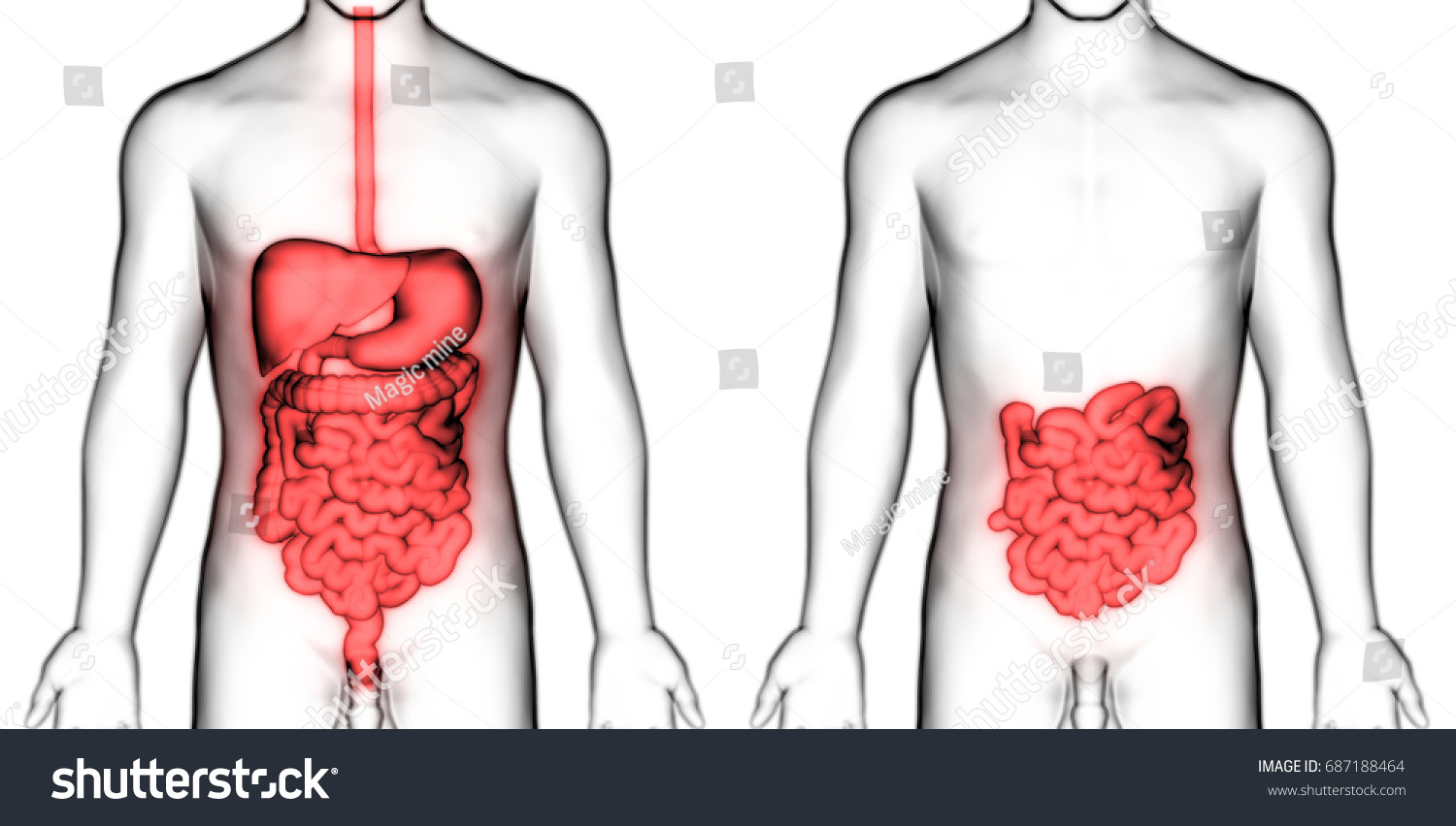 Human Digestive System Anatomy Small Intestine Stock Illustration 687188464 Shutterstock