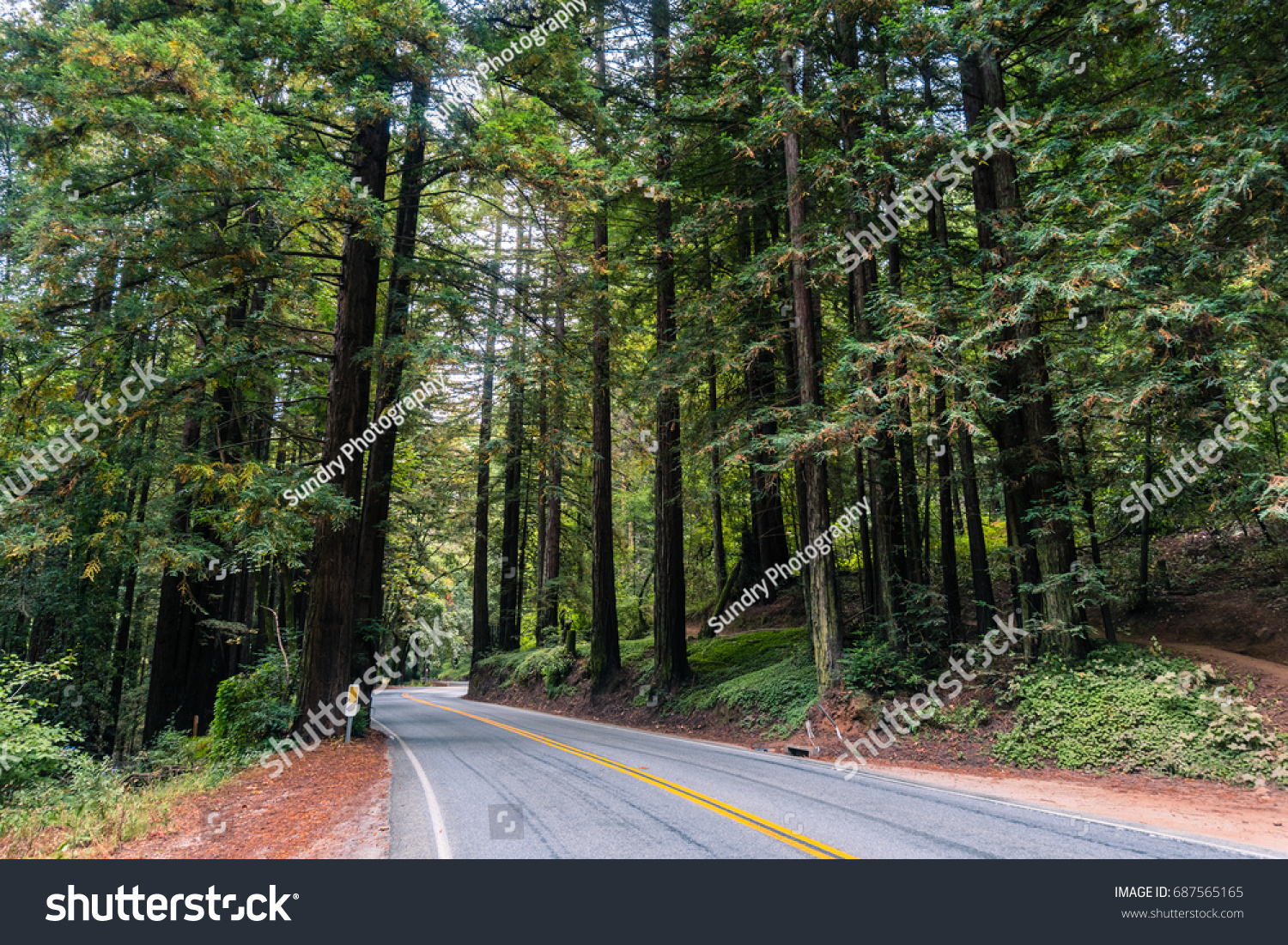 Road Going Through Redwood Trees Sequoia Stock Photo 687565165 ...