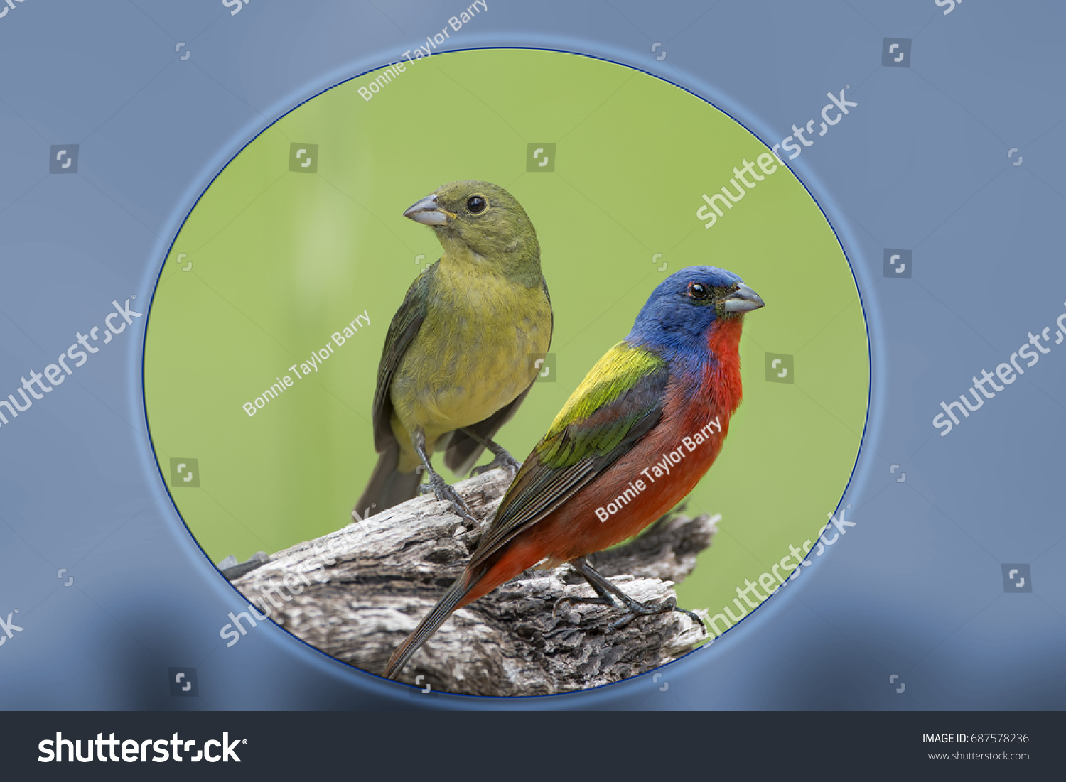 44 Male Female Painted Bunting Images, Stock Photos & Vectors ...