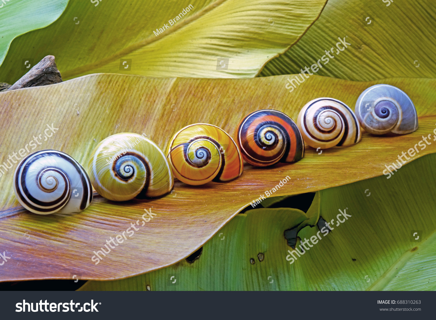 688310263 Cuban Snails World Most Colorful Snail   Stock Photo Cuban Snails World Most Colorful Snail From Cuba Polymita Picta Or Painted Snails Was Rare And 688310263 