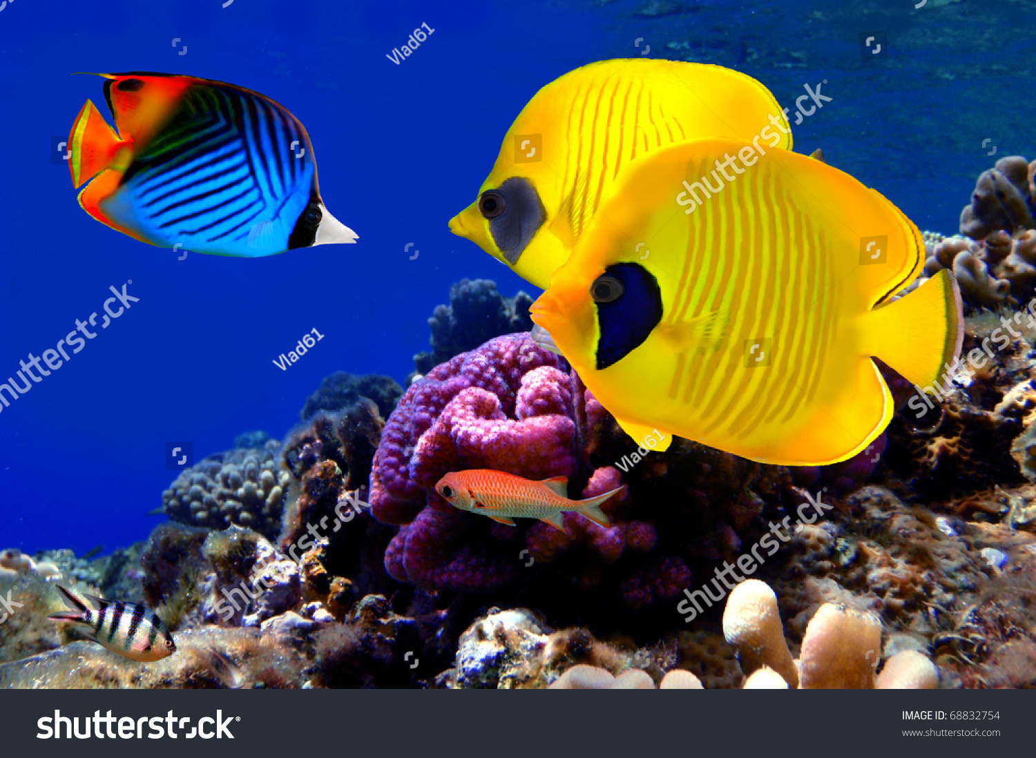 Underwater Image Coral Reef Masked Butterfly Stock Photo 68832754 ...