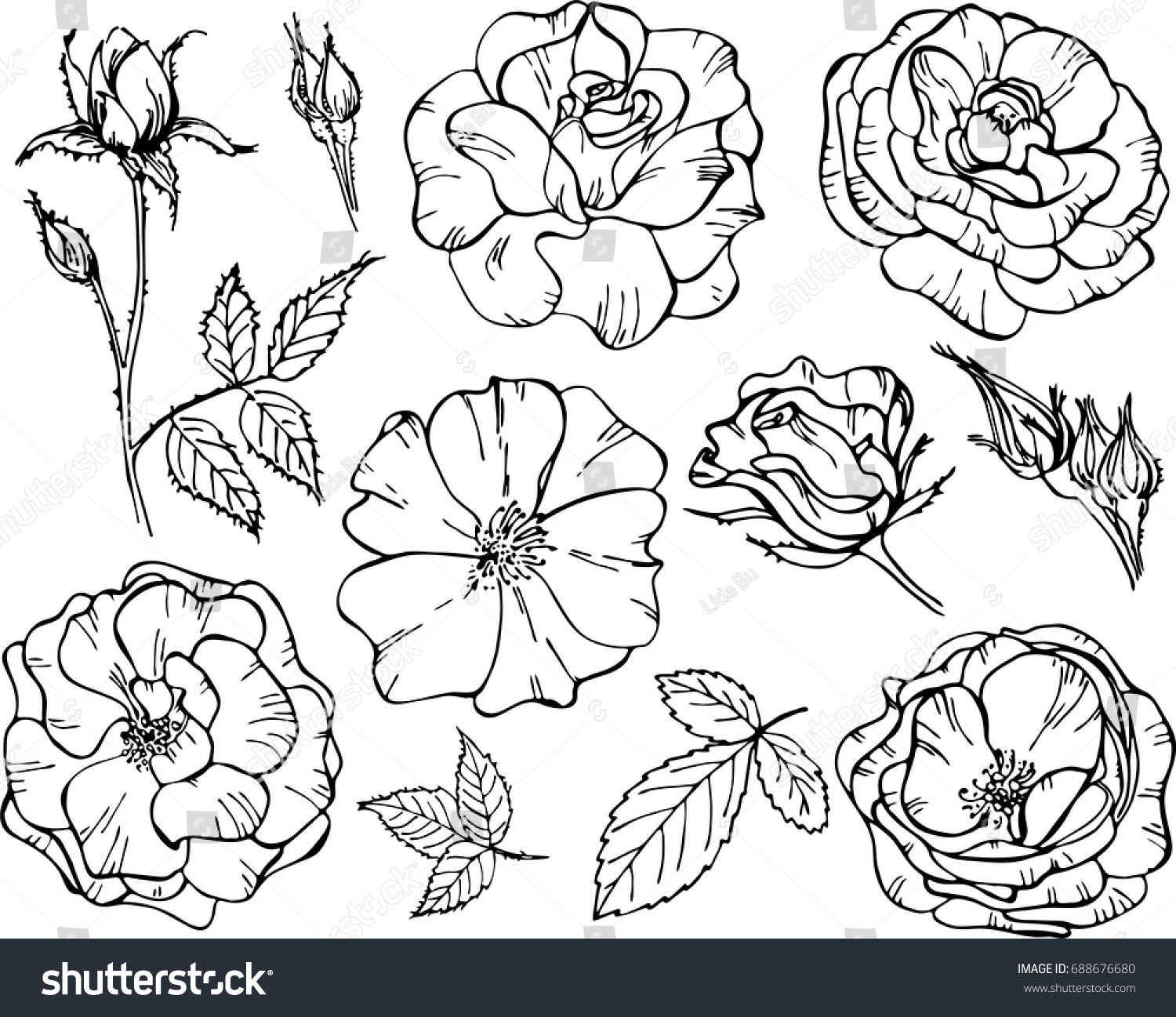 Set Roses Vector Illustrations Botanical Illustration Stock Vector 